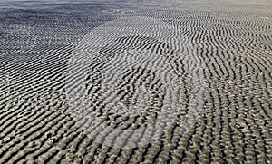 Sea floor background low tide