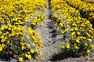 Sea of flowers