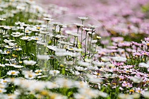 Sea of flowers