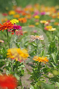 A Sea of Flowers