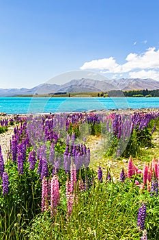A sea of flowers along the shores of Lake Tekapo. South Island, New Zealand