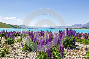 A sea of flowers along the shores of Lake Tekapo. Southern Alps, New Zealand