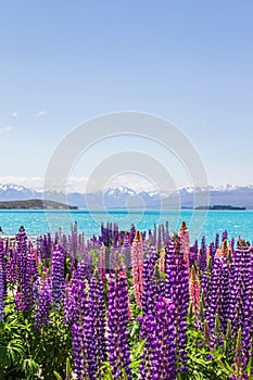 Sea of flowers on the banks of Lake Tekapo. New Zealand