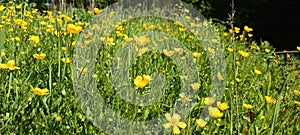 a sea of flowers of bright yellow buttercups (ranunculus)
