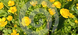 a sea of flowers of bright yellow buttercups (ranunculus)