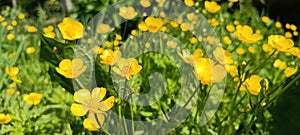 a sea of flowers of bright yellow buttercups (ranunculus)