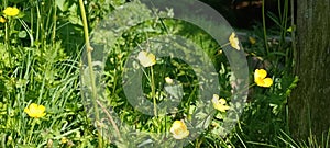 a sea of flowers of bright yellow buttercups (ranunculus)