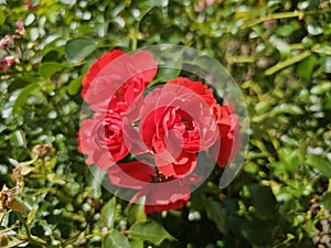 A sea of flowers made of beautiful red bright roses (pink)