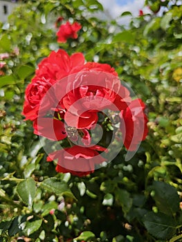 A sea of flowers made of beautiful red bright roses (pink)