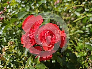 A sea of flowers made of beautiful red bright roses (pink)