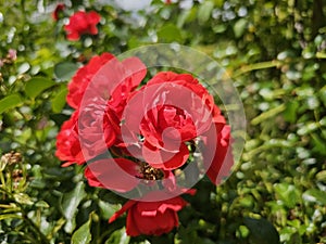 A sea of flowers made of beautiful red bright roses (pink)