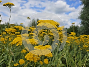 A sea of flowers made of beautiful yellow shining golden sheaf (Achillea filipendulina)