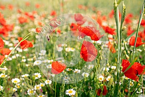 Sea of flowers of red poppies, in between white yellow flowers of odorless chamomile. The photo radiates positive energy and is