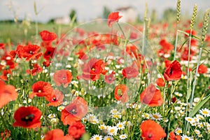 Sea of flowers of red poppies, in between white yellow flowers of odorless chamomile. The photo radiates positive energy and is