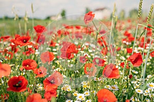 Sea of flowers of red poppies, in between white yellow flowers of odorless chamomile. The photo radiates positive energy and is