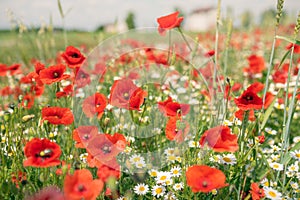 Sea of flowers of red poppies, in between white yellow flowers of odorless chamomile. The photo radiates positive energy and is