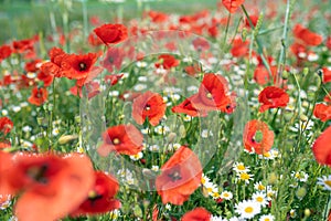 Sea of flowers of red poppies, in between white yellow flowers of odorless chamomile. The photo radiates positive energy and is