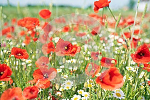 Sea of flowers of red poppies, in between white yellow flowers of odorless chamomile. The photo radiates positive energy and is