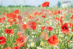 Sea of flowers of red poppies, in between white yellow flowers of odorless chamomile. The photo radiates positive energy and is