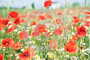 Sea of flowers of red poppies, in between white yellow flowers of odorless chamomile. The photo radiates positive energy and is