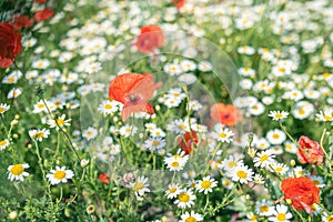 Sea of flowers of white and yellow flowers of odorless chamomile, in between red poppies. The photo radiates positive energy and photo