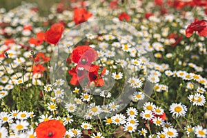 Sea of flowers of white and yellow flowers of odorless chamomile, in between red poppies. The photo radiates positive energy and