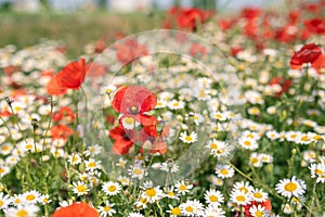 Sea of flowers of white and yellow flowers of odorless chamomile, in between red poppies. The photo radiates positive energy and photo