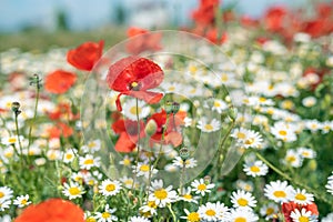 Sea of flowers of white and yellow flowers of odorless chamomile, in between red poppies. The photo radiates positive energy and