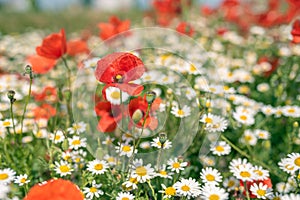 Sea of flowers of white and yellow flowers of odorless chamomile, in between red poppies. The photo radiates positive energy and