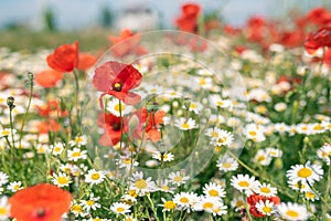 Sea of flowers of white and yellow flowers of odorless chamomile, in between red poppies. The photo radiates positive energy and photo