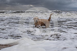 Sea foam is the rarest phenomenon that can be seen on the coast by the sea or ocean and it bathes a dog, a storm and a dog in a st photo