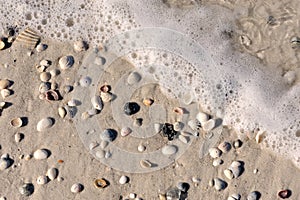 Sea foam and shells