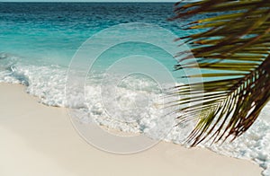 The sea foam on a tropical beach with a palm tree leaf creeping