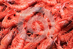 Spain, Valencia - close-up photo with fresh red crevettes, shrimps, gambas seen on stand with sea food in the local food market, photo
