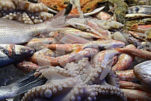 Sea Food Market of Cyprus