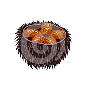 Sea food. Sea urchin isolated on a white background. Vector graphics