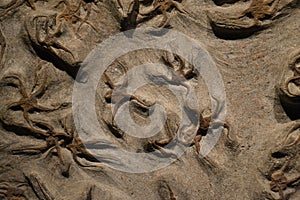 Sea fossils
