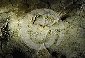 Sea fossils, Arwah Cave, Cherrapunjee, Meghalaya, India