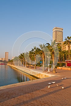 Sea-front with palm trees