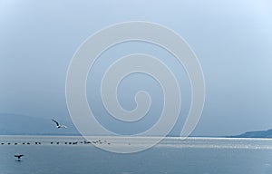 Sea of Galilee - calm, birds, nice view, Israel