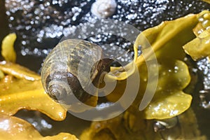 Sea gastropods on algae at low tide. Macro