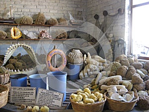 Sea gifts- marine sponge.