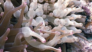 Sea glass anemone commensal banded crystal shrimp.