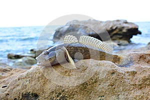 Sea goby on the beach near the water
