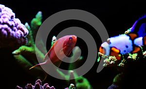 Sea goldie Anthias fish - Pseudanthias squamipinnis photo