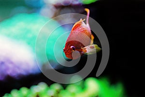 Sea goldie Anthias fish - Pseudanthias squamipinnis photo