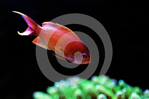 Sea goldie Anthias fish - Pseudanthias squamipinnis photo
