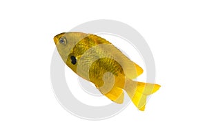 Sea goldie anthias. Single small yellow fish isolated on white background.