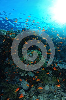 Sea goldie fish swim over the coral garden in Sharks reef