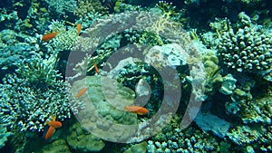 Sea goldie or orange basslet, lyretail coralfish, lyretail anthias Pseudanthias squamipinnis female undersea